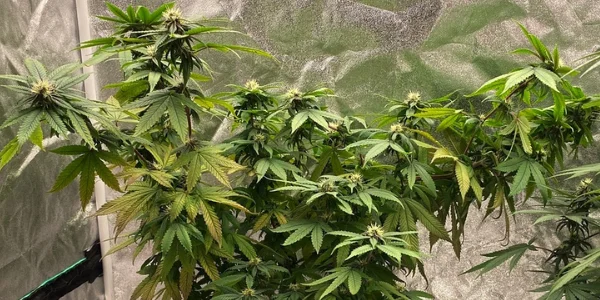 Devil’s Lettuce strain effects