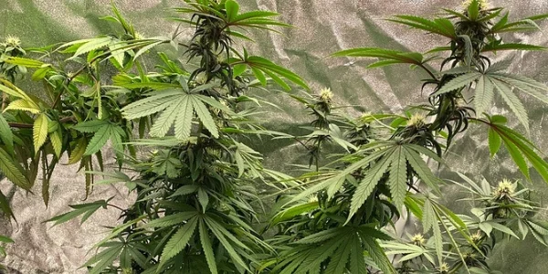 Devil’s Lettuce strain fragrance
