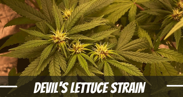 Devil's Lettuce strain