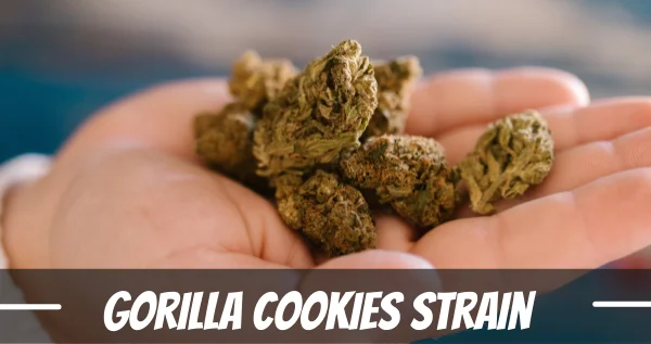 Gorilla Cookies cannabis strain