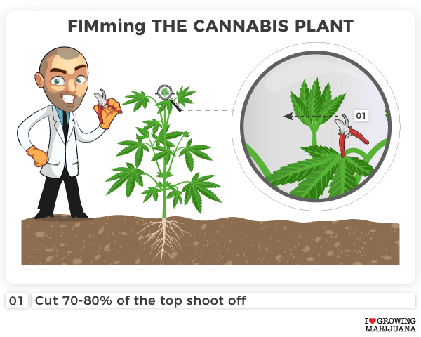 FIMming the cannabis plant