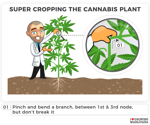 Super cropping the cannabis plant