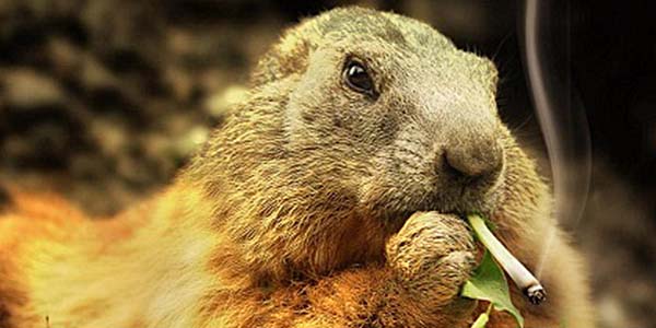 marijuana pests gophers