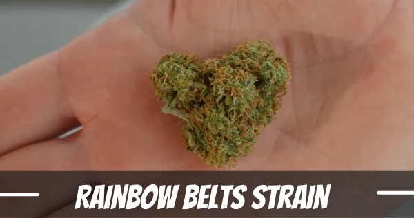 Rainbow Belts marijuana strain