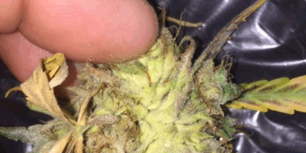 Symptoms of marijuana bud rot