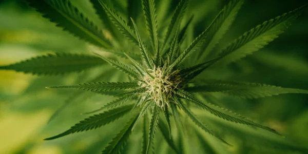 Flowering Truffle Butter strain