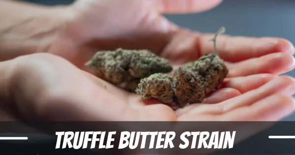 Truffle Butter strain marijuana