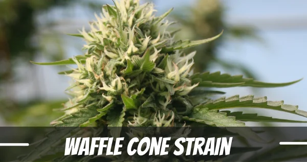 Waffle Cone cannabis strain