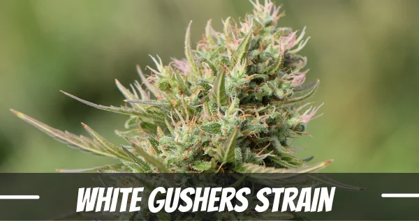 White Gushers cannabis strain