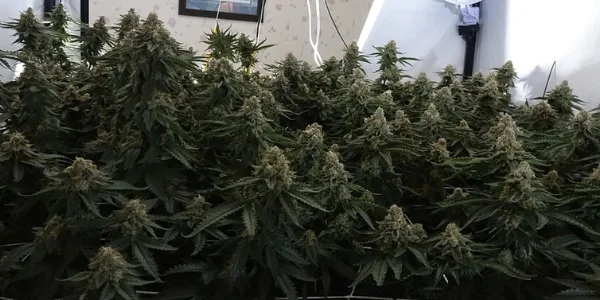 how to defoliate autoflowers