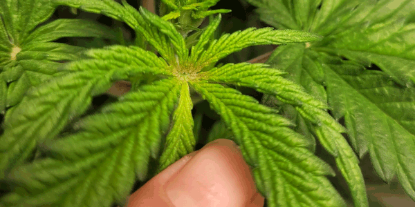 Fimming marijuana