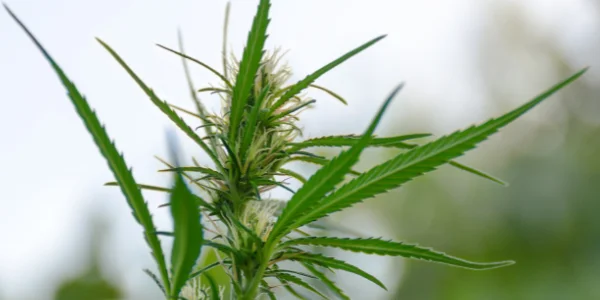 Rainbow Belts strain flowering
