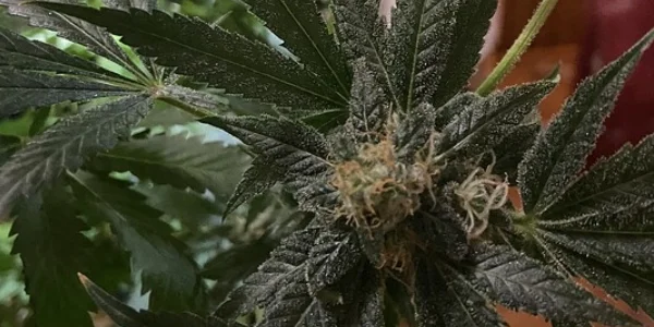 Flowering Animal Mints strain