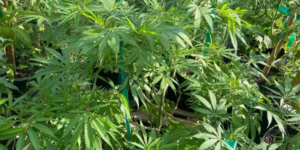Growing kitchen sink strain