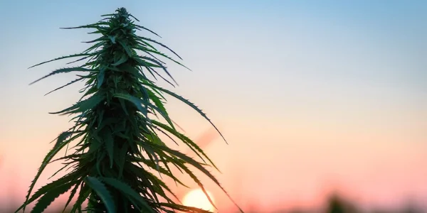 Growing Rainbow Belts strain