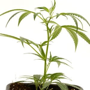 fimming marijuana plant 1