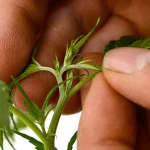 fimming marijuana plant 2