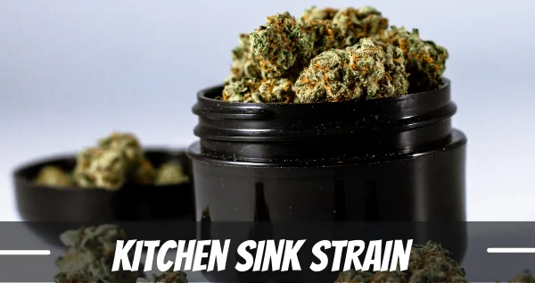 kitchen sink cannabis strain review