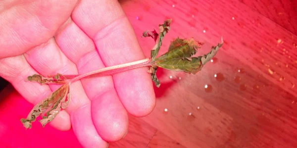 remove old yellow marijuana leaves