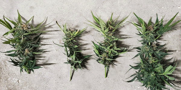 Signs of cannabis bud rot