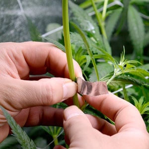 Super cropping marijuana step 1