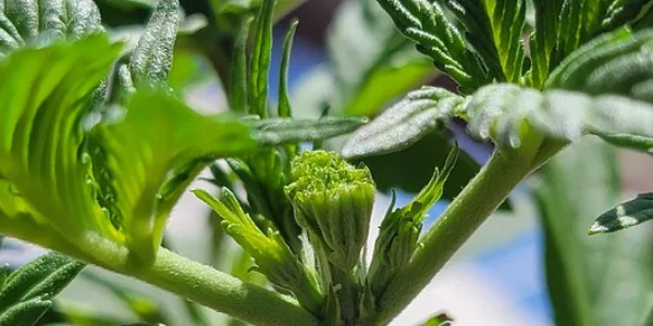 Topping cannabis