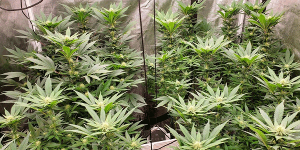 Better ventilation for your marijuana plants