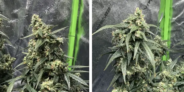 Good vs Bad Marijuana Foxtailing