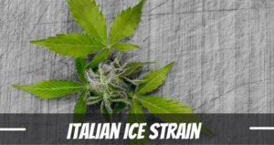 Italian Ice marijuana strain