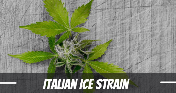 Italian Ice marijuana strain