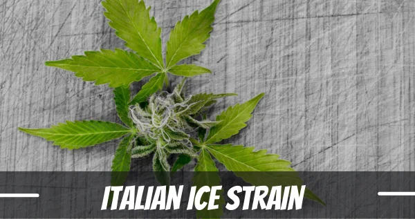 Italian Ice marijuana strain