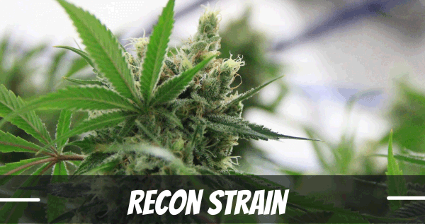 Recon marijuana strain