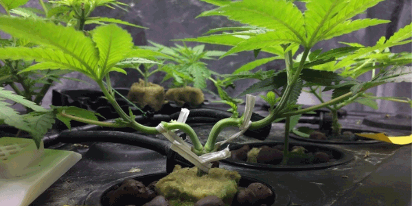 Manifolding marijuana