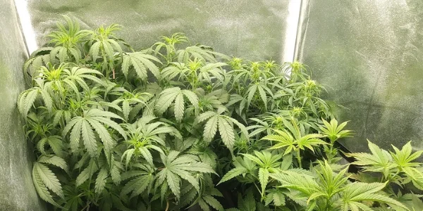 growing italian ice strain