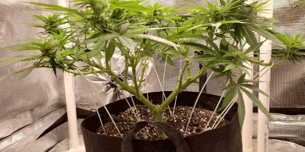 Manifolding marijuana plants