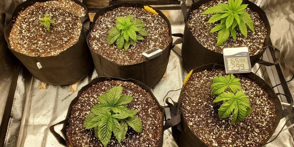 Small marijuana plants