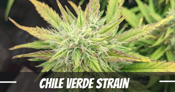 Chile Verde strain