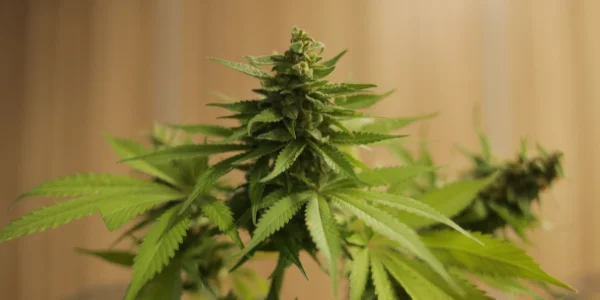growing lemon cherry gelato weed
