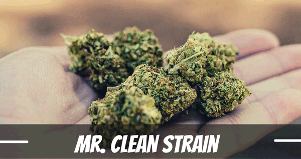 Mr. clean cannabis strain