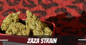 ZAZA cannabis strain