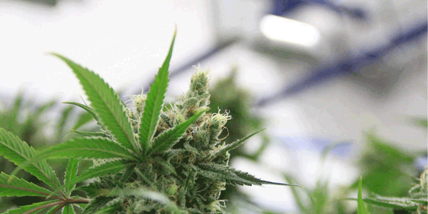 Growing autoflowers cannabis with CFL