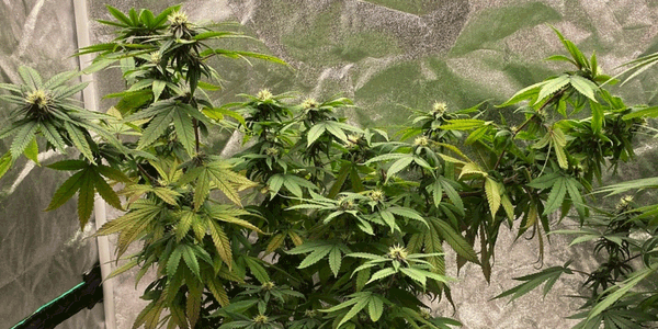 Growing Gorilla Butter strain