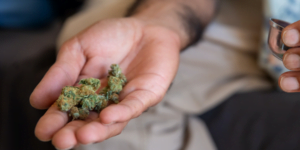 Mr. Clean strain Information & Review