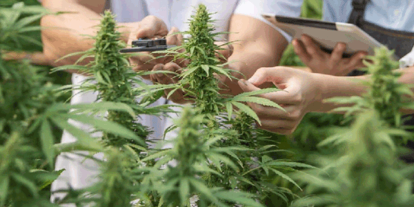 A man checking Mac and Cheese Cannabis plant growth