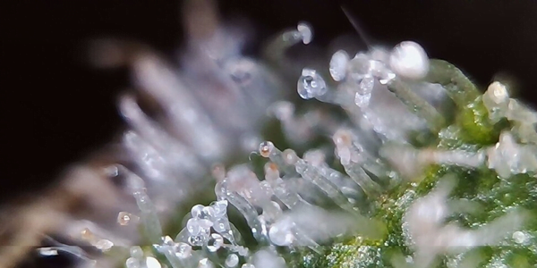 Bulbous Trichomes