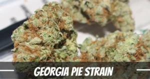 Georgia Pie strain