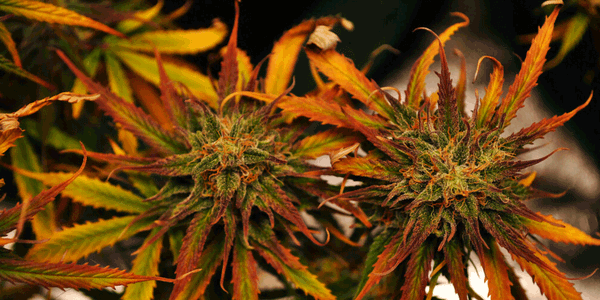 Close image of Jealousy marijuana strains