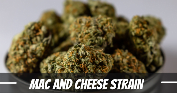 Mac and Cheese strain