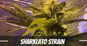 Sharklato strain