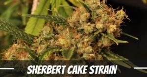 Sherbert cake strain